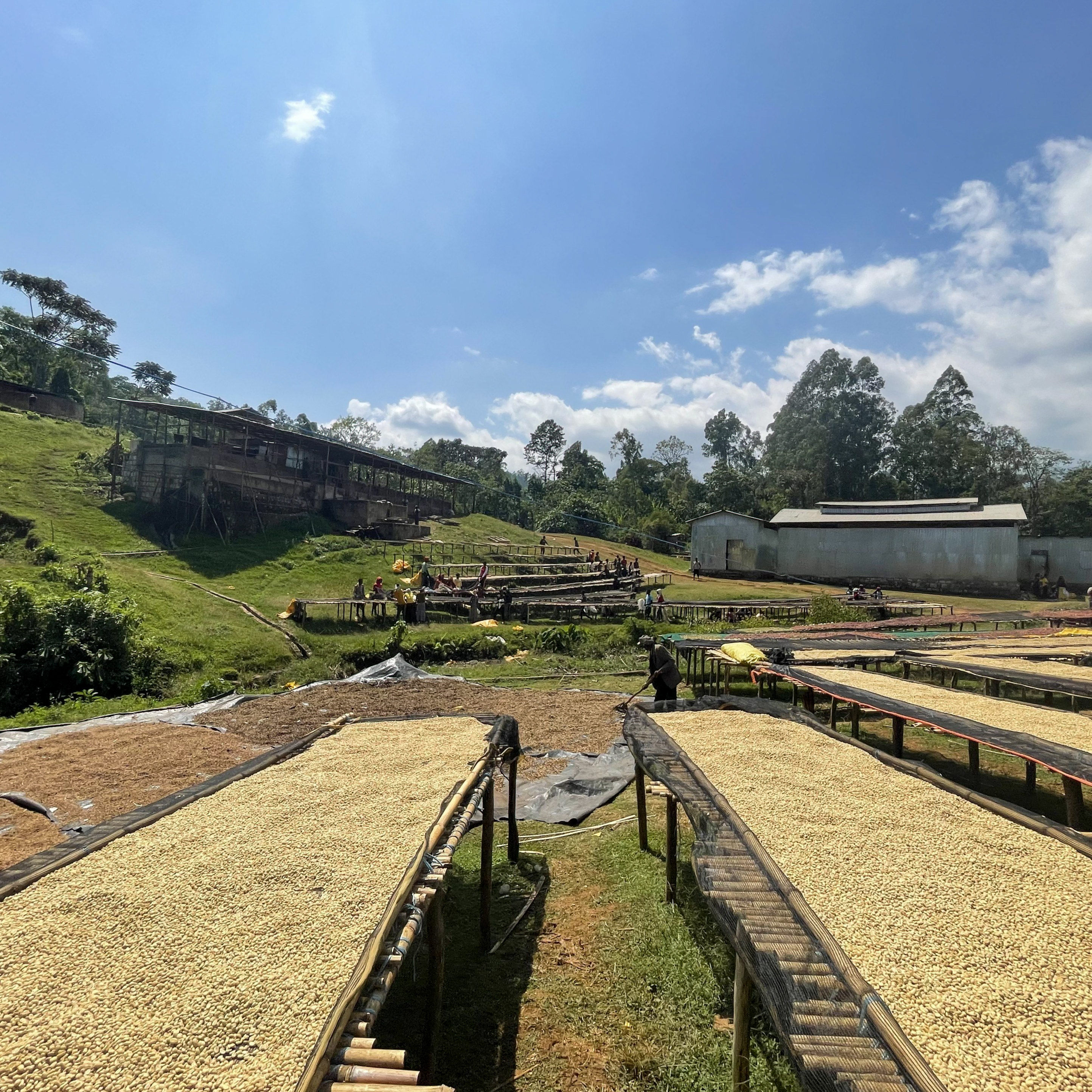 レモンジュースのようなエチオピアです🇪🇹