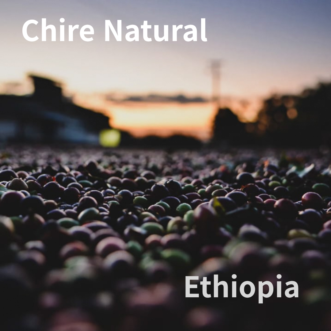 エチオピアのチレナチュラル販売開始しています!