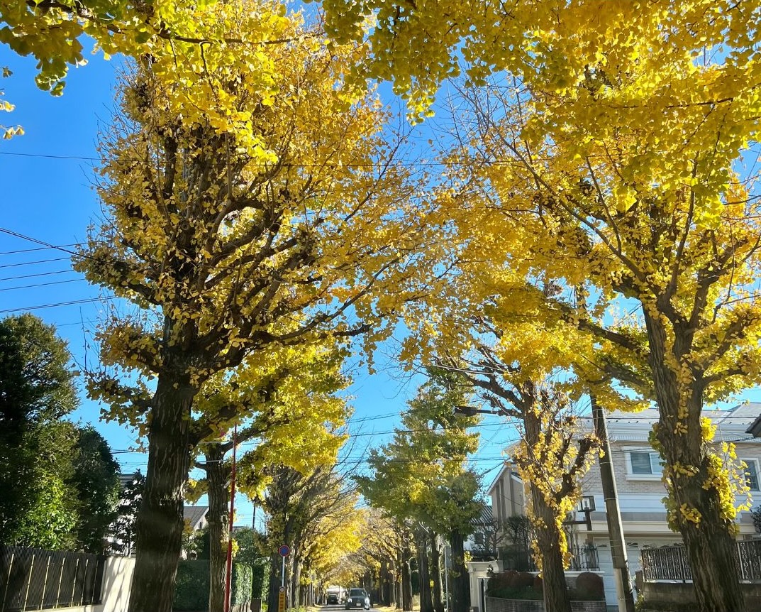 銀杏の葉が綺麗な黄色に