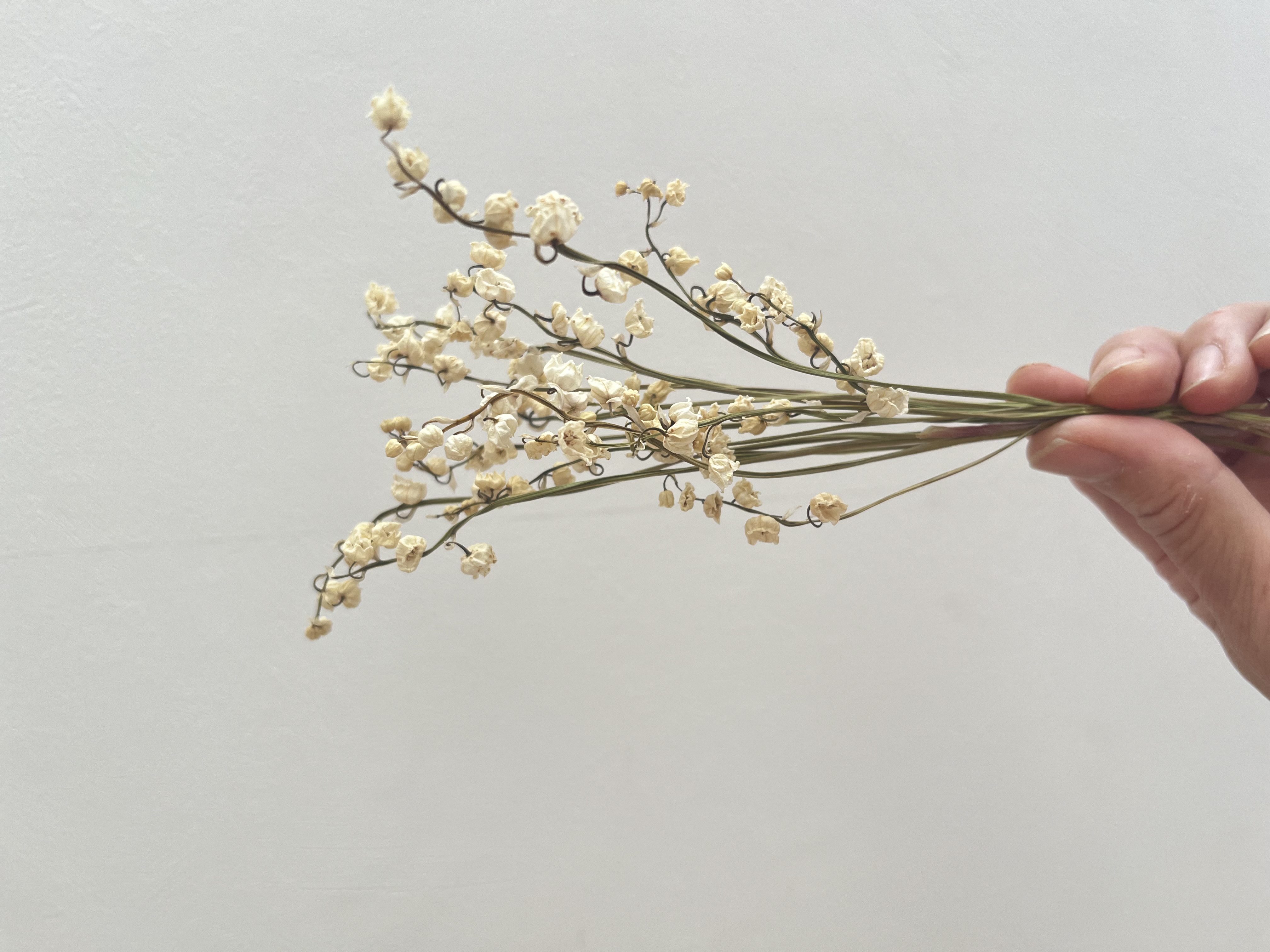自分達で育てた植物をドライフラワーに