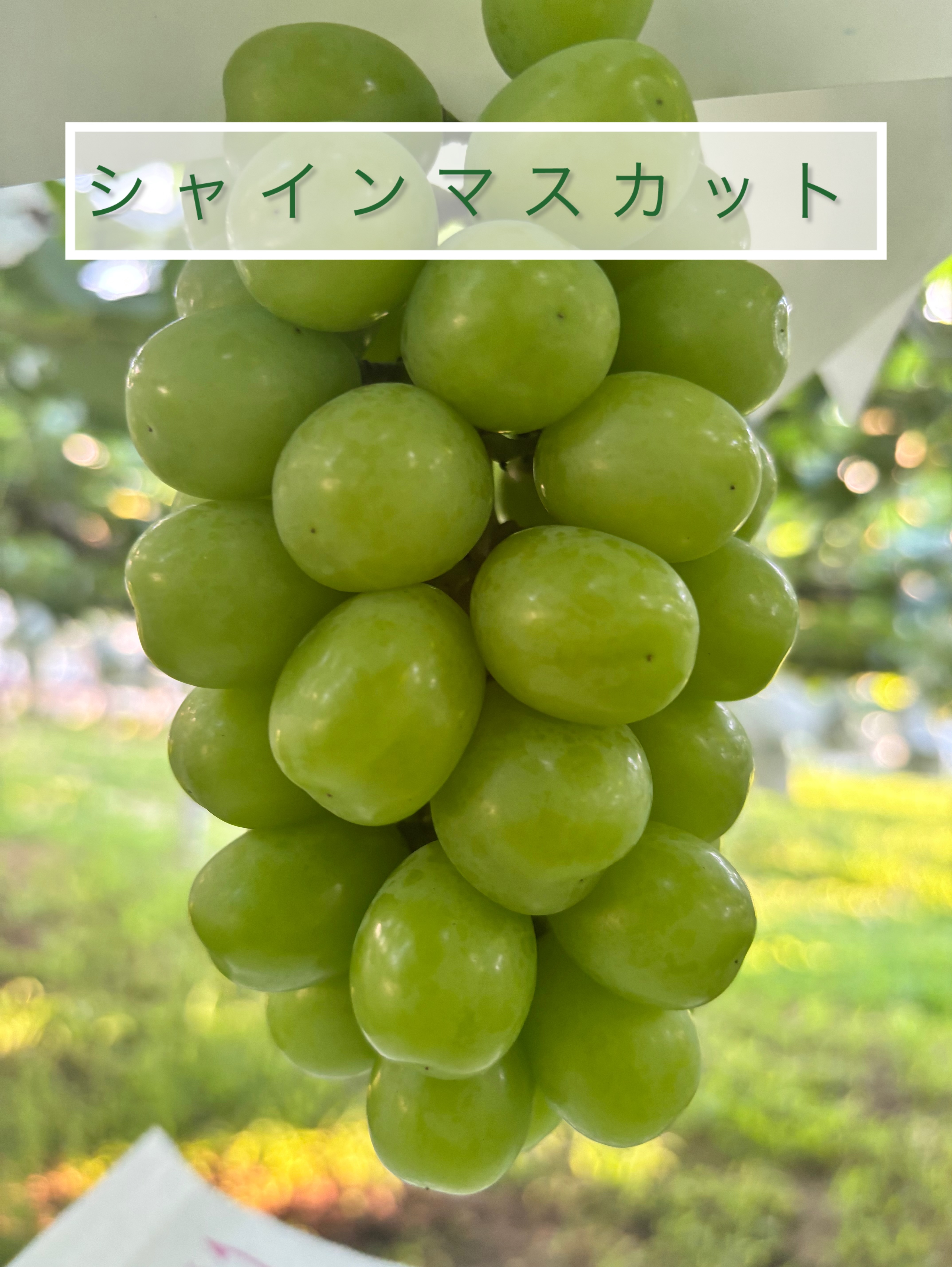 現在のぶどう