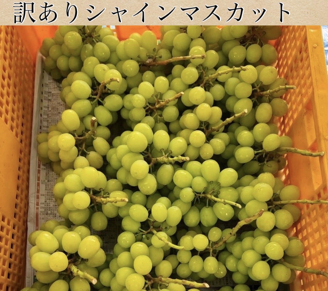 訳ありシャインマスカット販売のお知らせ