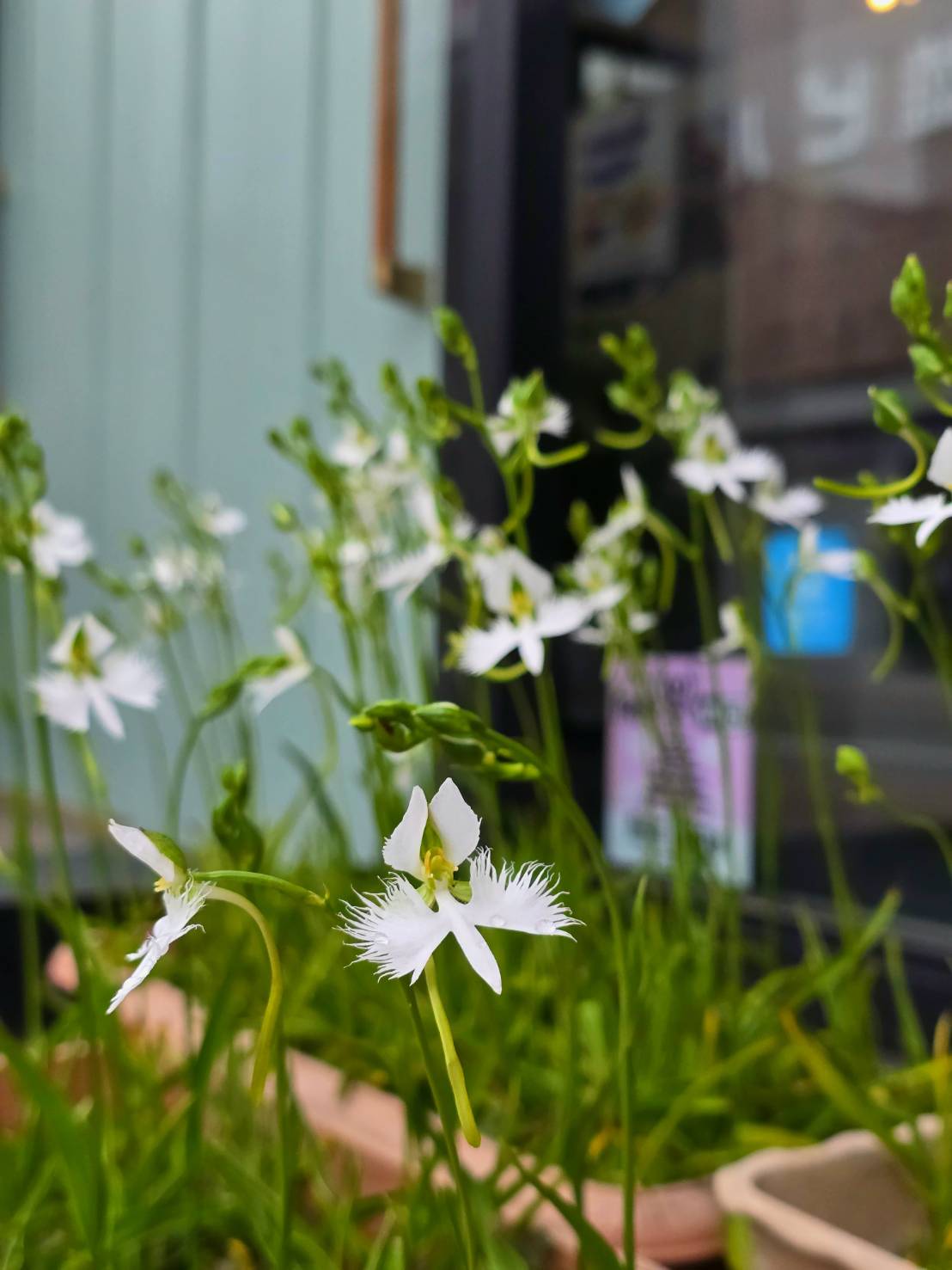 店先で真っ白いサギが飛んでいます——サギソウの鉢植えを販売中