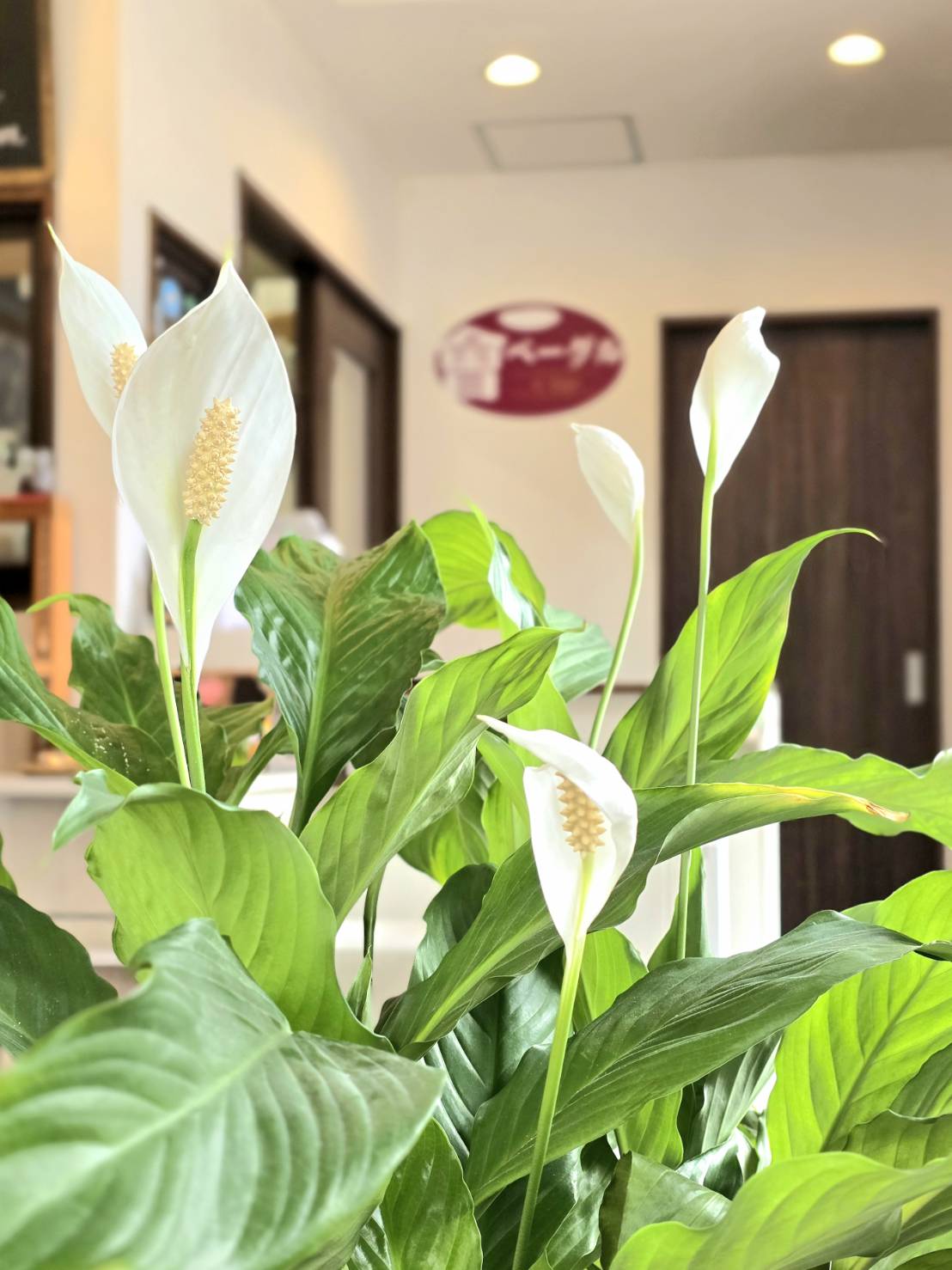 おかげさまで十周年!