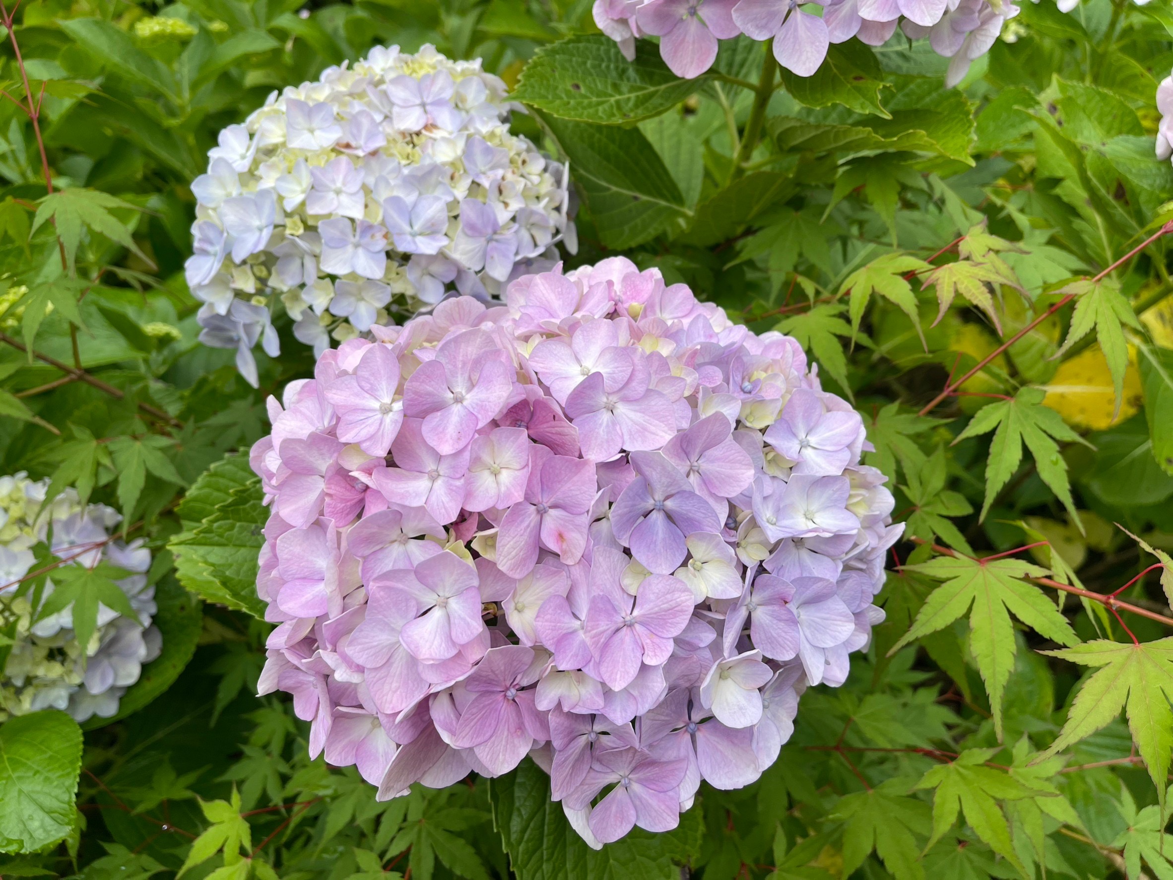 6月☂o(・ω・｡)