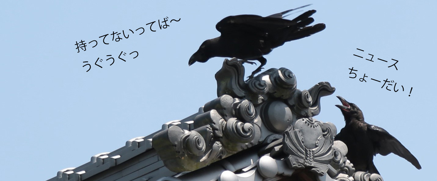 カラスの最新ニュース