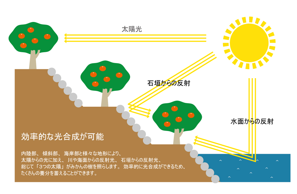 中嶋さんの「有田みかん」が美味しい理由