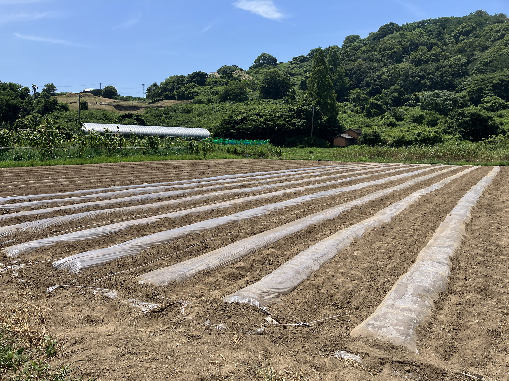 農業始めました！第2回 太陽熱処理について