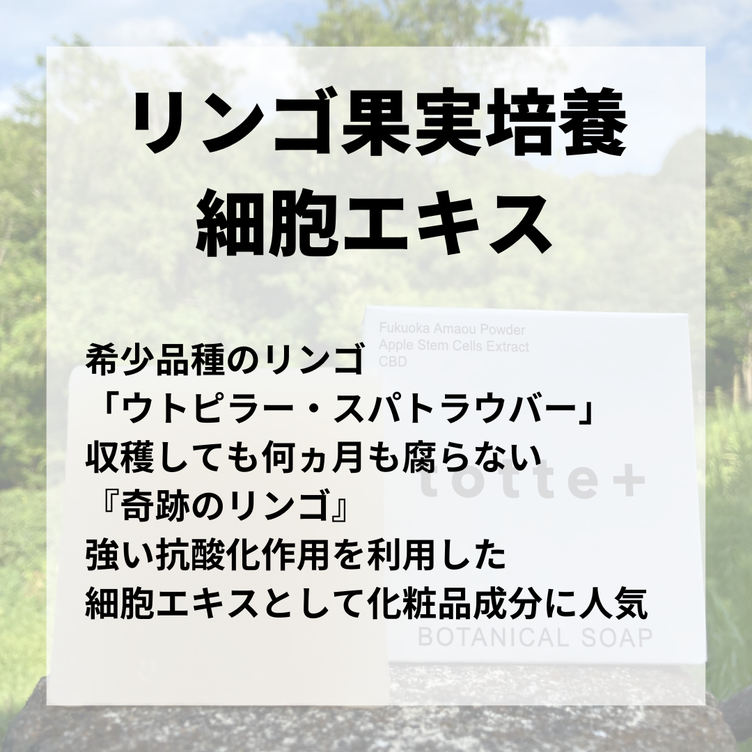 【リンゴ幹細胞エキスの美容効果】