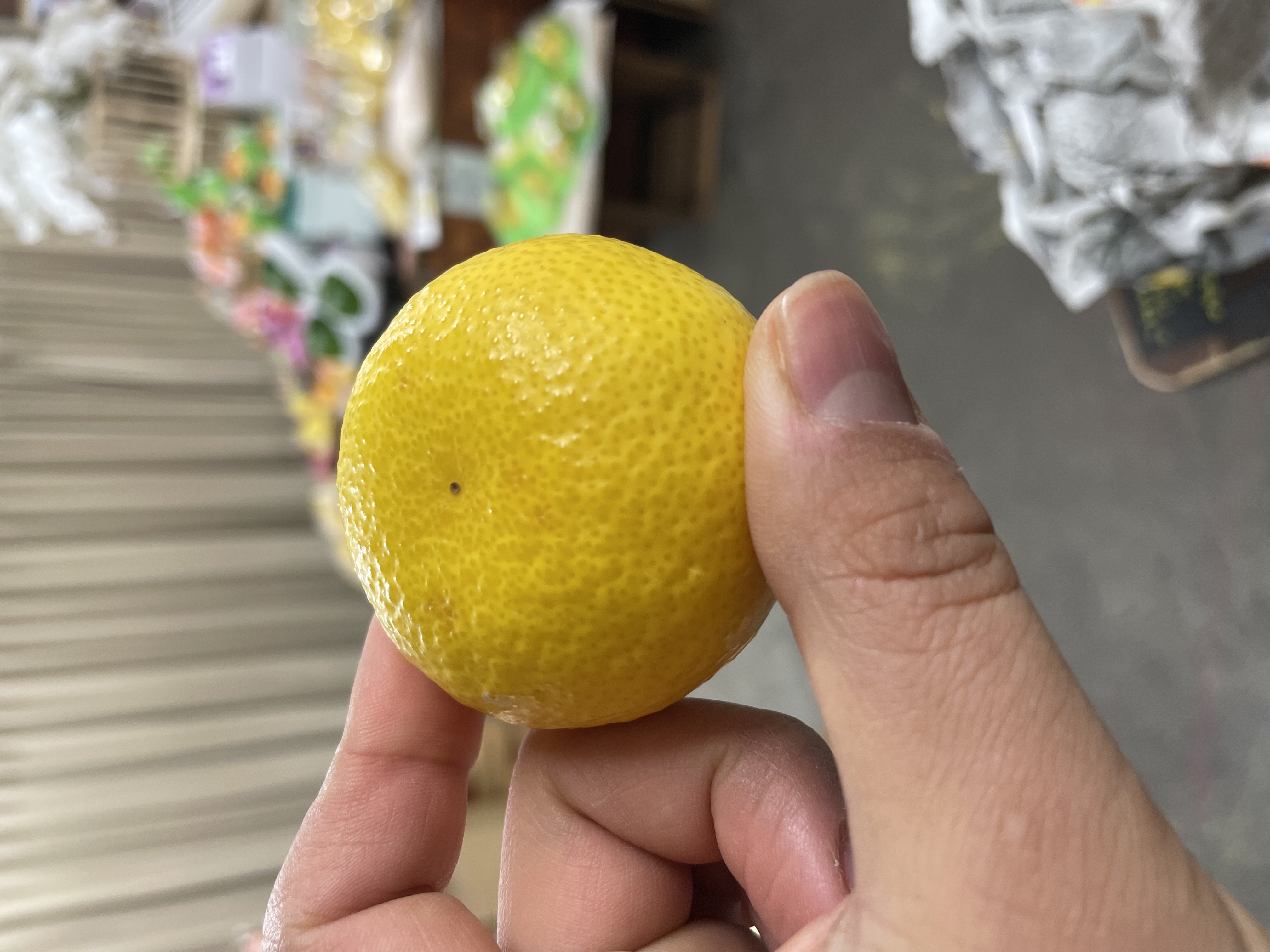 【黄色いミカン？？】湘南ゴールド♪