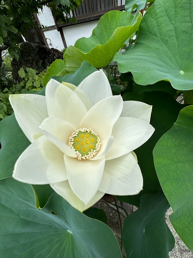 夏日