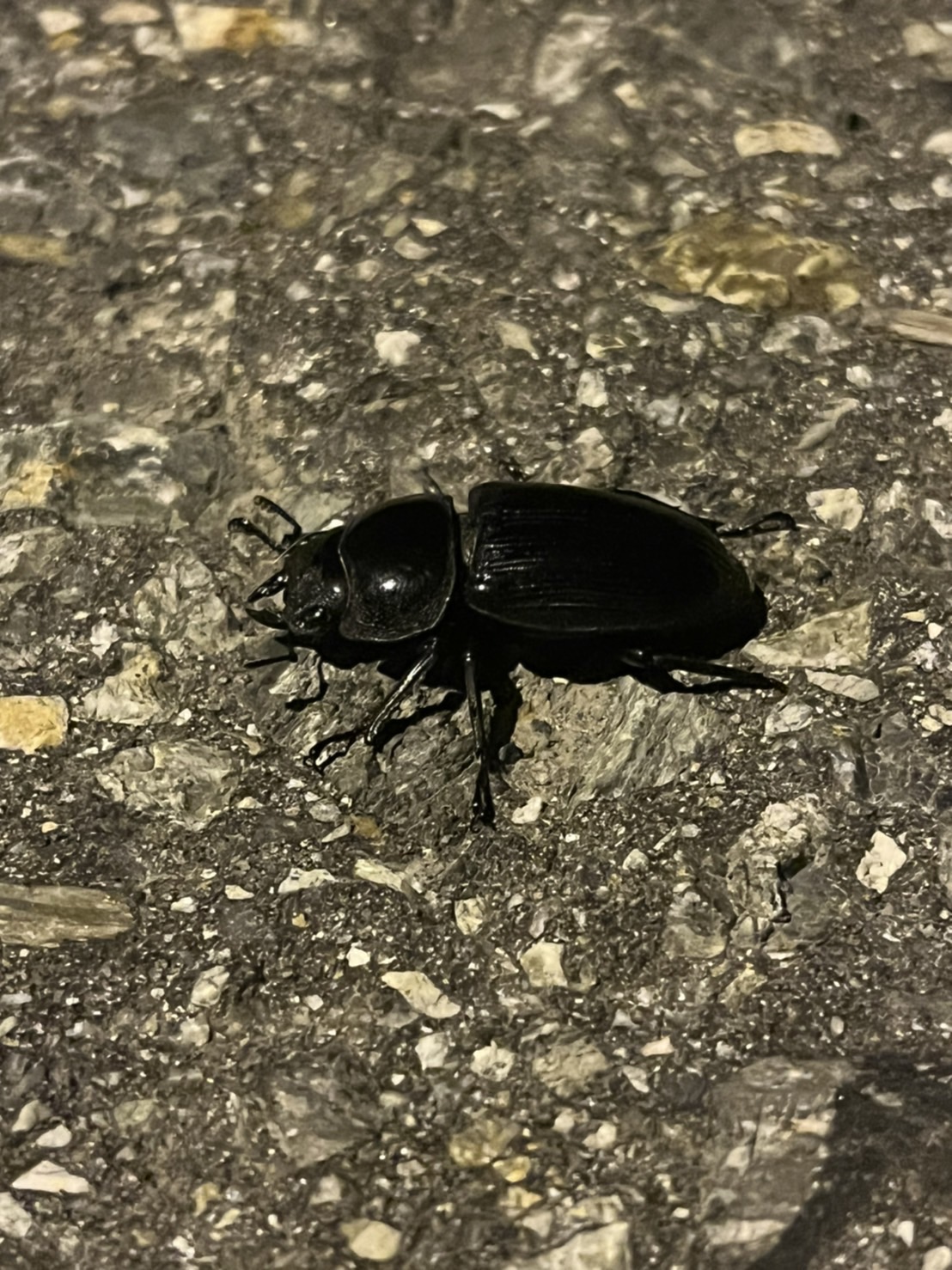 山形県産ワイルドオオクワガタ♀37.5mmとの出会い〜2022年7月2日〜