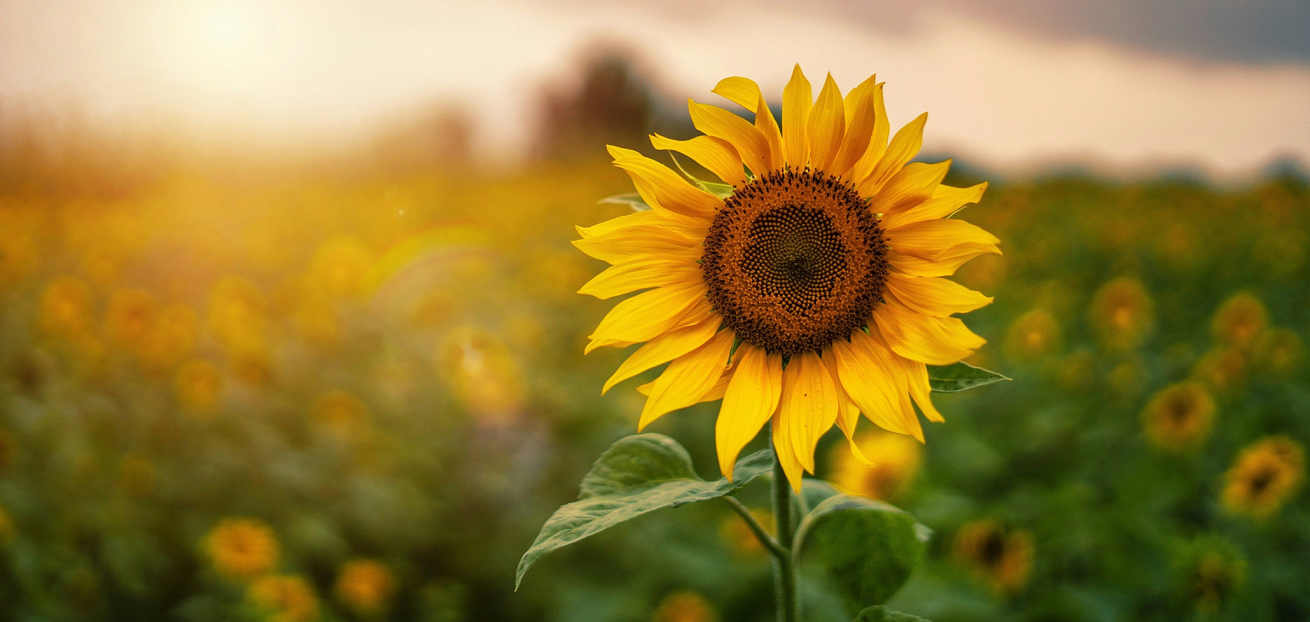 夏季休業のご案内