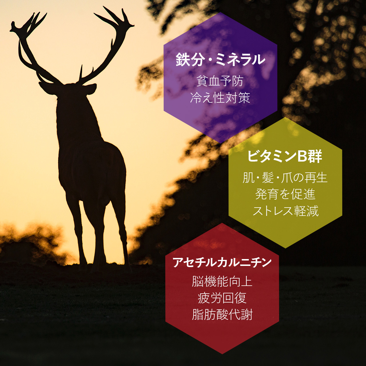ジビエの栄養素