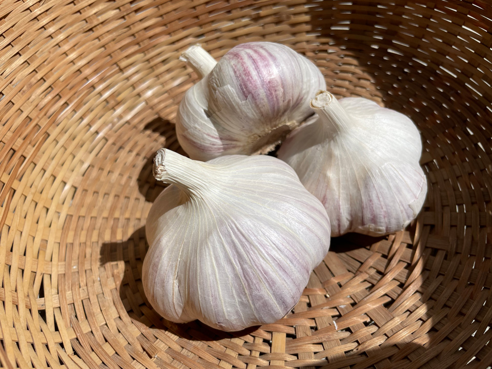 北海道在来ピンクにんにく（ほっかいどうざいらいぴんくにんにく）