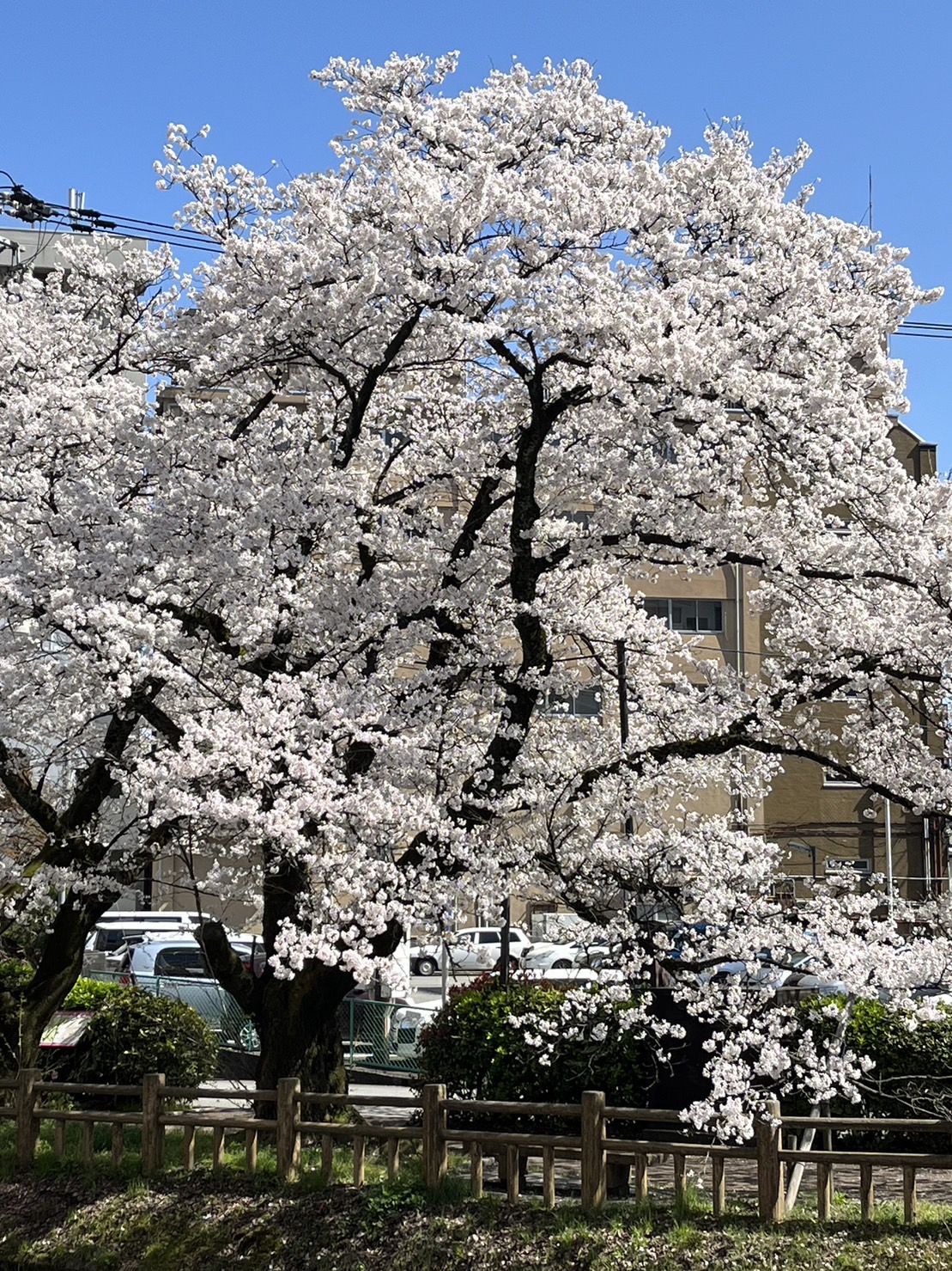 桜の季節になりました^_^