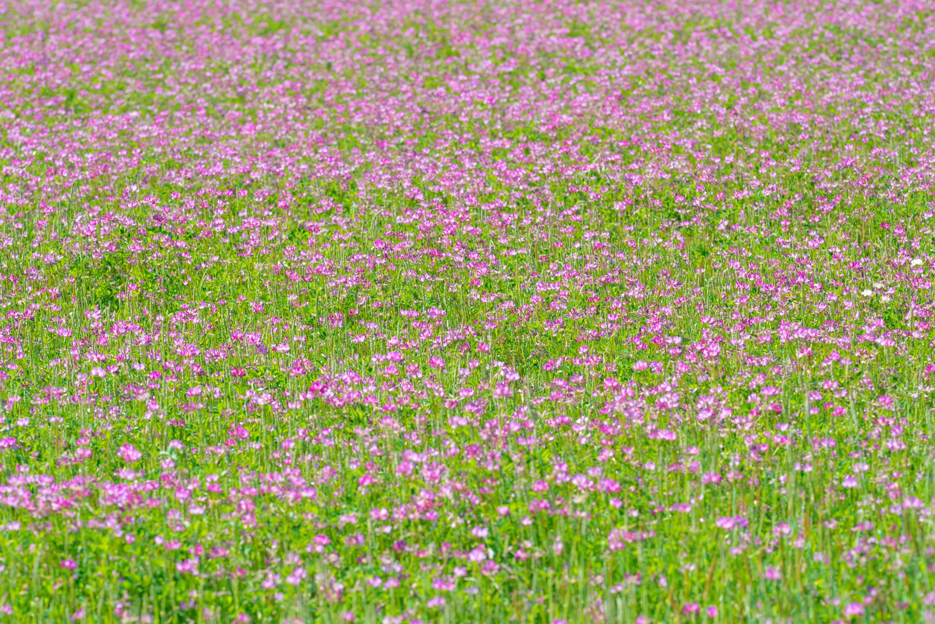 百花蜜ってなに？