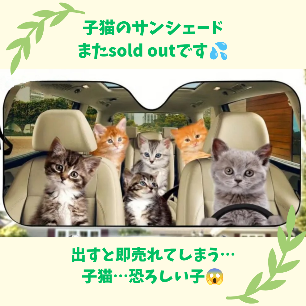 子猫に完敗！