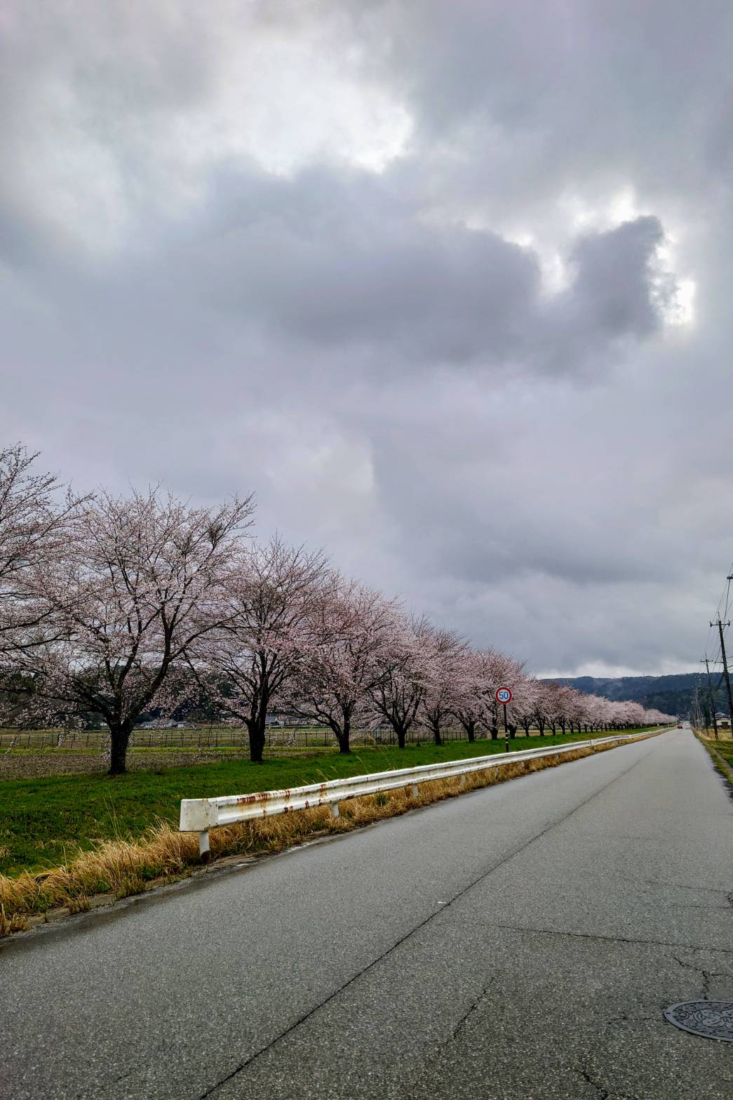 【田鶴浜】吉田エリアの桜並木が満開間近です