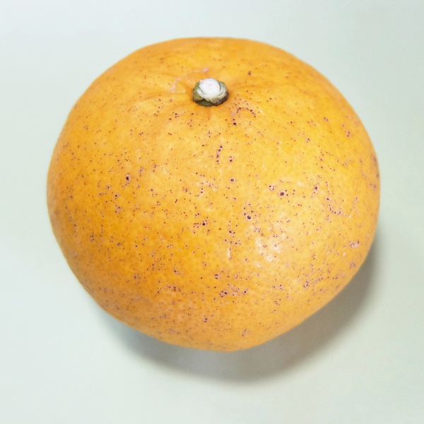 自主基準について