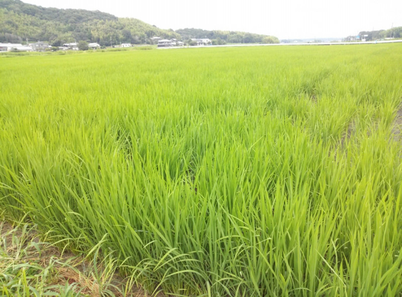 【栽培日記】 酒米の最高原料は山田錦