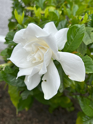 blog   は＊な＊さ＊ん＊ぽ　　＊＊＊ おさんぽ today  Vol.468 ＊＊＊