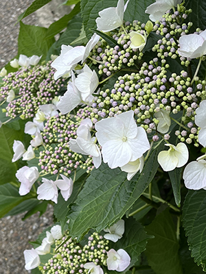 blog   は＊な＊さ＊ん＊ぽ　　＊＊＊ おさんぽ today  Vol.94 ＊＊＊