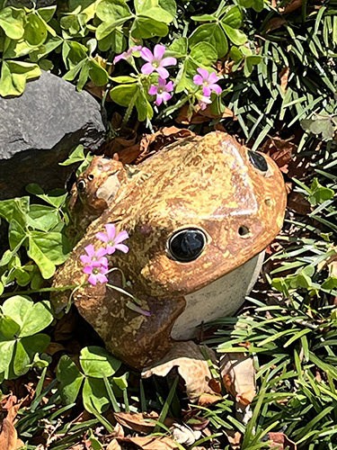 blog   は＊な＊さ＊ん＊ぽ　　＊＊＊名前も知らない小さな花たち　3　＊＊＊