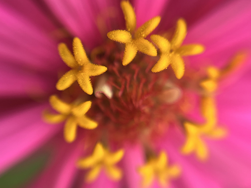 blog   は＊な＊さ＊ん＊ぽ　　＊＊＊野花と園芸植物　1　＊＊＊