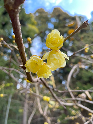 blog   は＊な＊さ＊ん＊ぽ　　＊＊＊ おさんぽ today  Vol.334 ＊＊＊