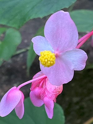 blog   は＊な＊さ＊ん＊ぽ　　＊＊＊ おさんぽ today  Vol.541 ＊＊＊
