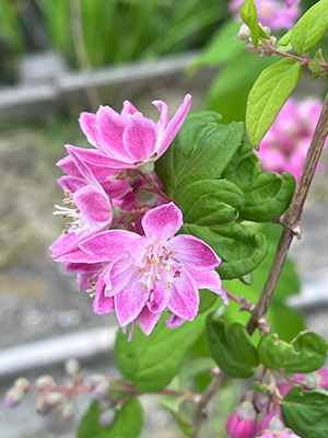 blog   は＊な＊さ＊ん＊ぽ　　＊＊＊ おさんぽ today  Vol.427 ＊＊＊