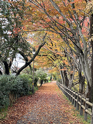 blog   は＊な＊さ＊ん＊ぽ　　＊＊＊きょうのおさんぽ report  Vol,8　＊＊＊