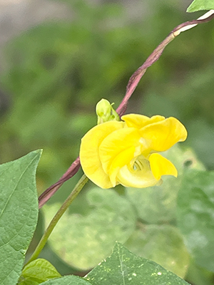 blog   は＊な＊さ＊ん＊ぽ　　＊＊＊ おさんぽ today  Vol.557 ＊＊＊