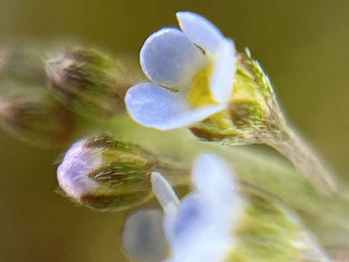 blog   は＊な＊さ＊ん＊ぽ　　＊＊＊野花と園芸植物　2＊＊＊