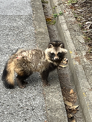 blog   は＊な＊さ＊ん＊ぽ　　＊＊＊おさんぽのおとも　8　ピクミン　＊＊＊