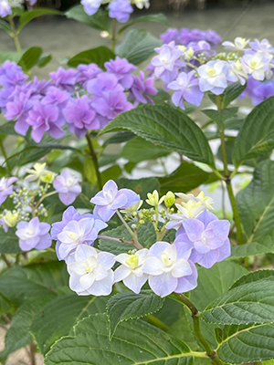 blog   は＊な＊さ＊ん＊ぽ　　＊＊＊ おさんぽ today  Vol.473 ＊＊＊