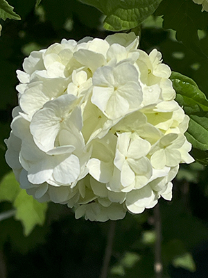 blog   は＊な＊さ＊ん＊ぽ　　＊＊＊ おさんぽ today  Vol.406 ＊＊＊
