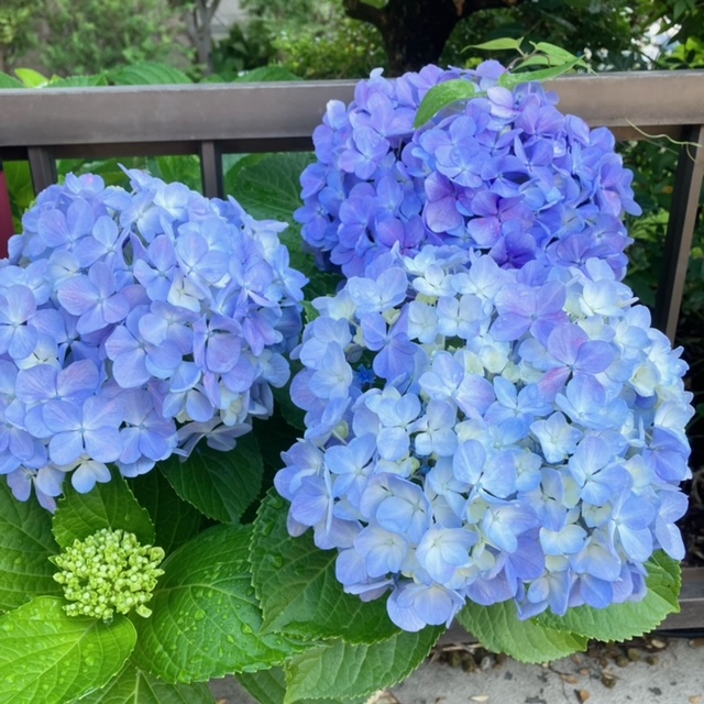 あじさいの花ことば