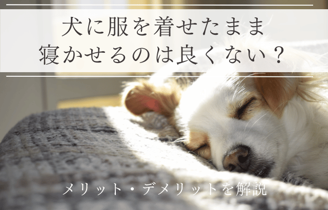 犬に服を着せたまま寝かせるのは良くない？メリット・デメリットを解説