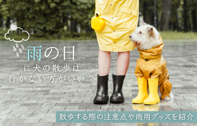 雨の日に犬の散歩は行かない方がいい？散歩する際の注意点や雨用グッズを紹介