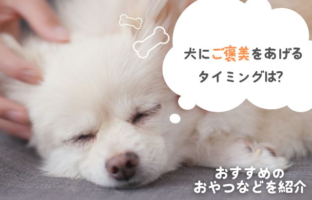 犬にご褒美をあげるタイミングは？おすすめのおやつなどを紹介