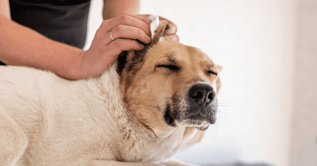【愛犬の耳掃除】頻度や耳垢の正しい拭き取り方