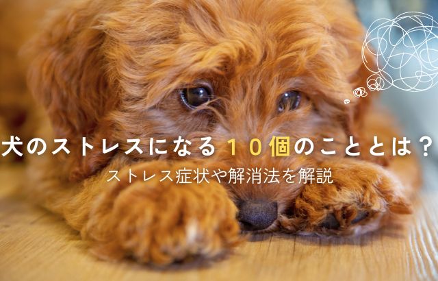 犬のストレスになる10個のこととは？ストレス症状や解消法を解説