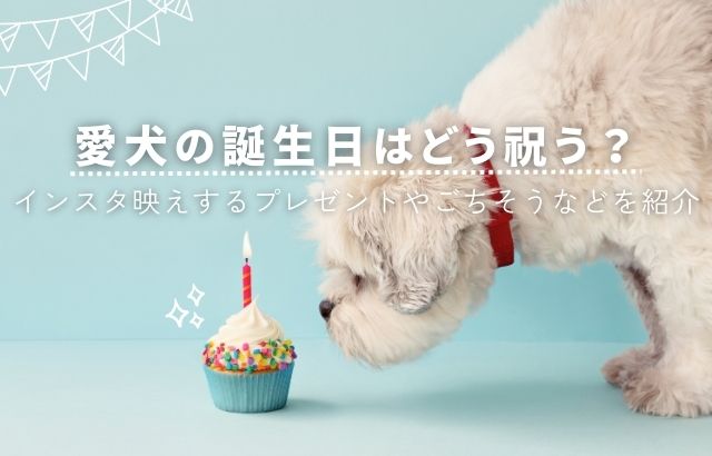愛犬の誕生日はどう祝う？インスタ映えするプレゼントやごちそうなどを紹介