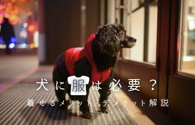 犬に服は必要？いらない？着せるメリット・デメリットを解説
