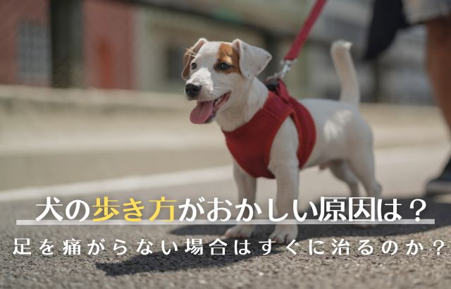 犬の歩き方がおかしい原因は？足を痛がらない場合はすぐに治るのか？