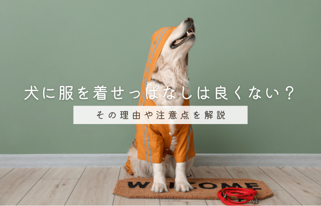 犬に服を着せっぱなしは良くない？その理由や注意点を解説