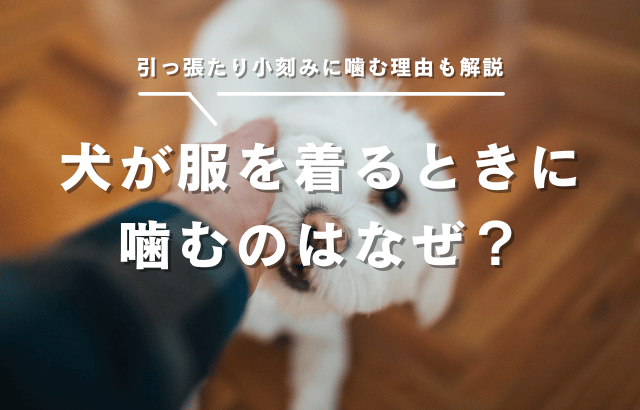犬が服を着るときに噛むのはなぜ？引っ張ったり小刻みに噛む理由も解説