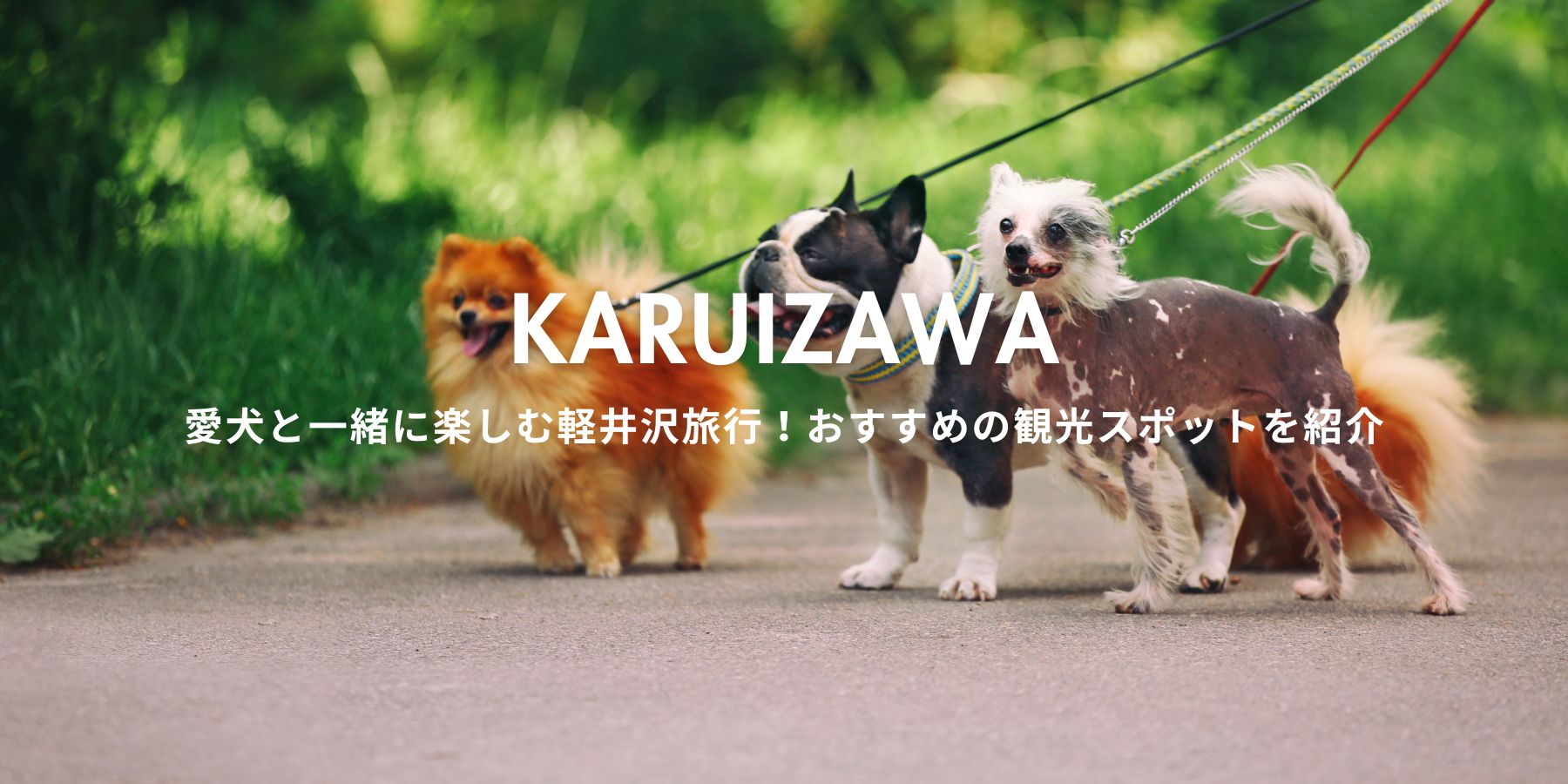 愛犬と一緒に楽しむ軽井沢旅行！おすすめの観光スポットを紹介